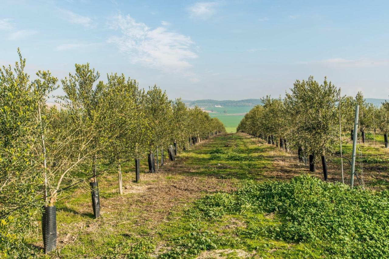 Vivienda Rural Olivar De San Telmo Arcos de la Frontera Eksteriør bilde