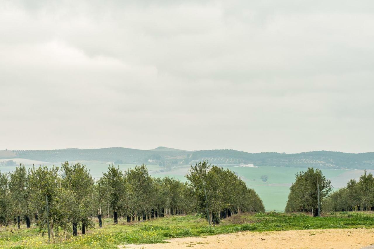 Vivienda Rural Olivar De San Telmo Arcos de la Frontera Eksteriør bilde